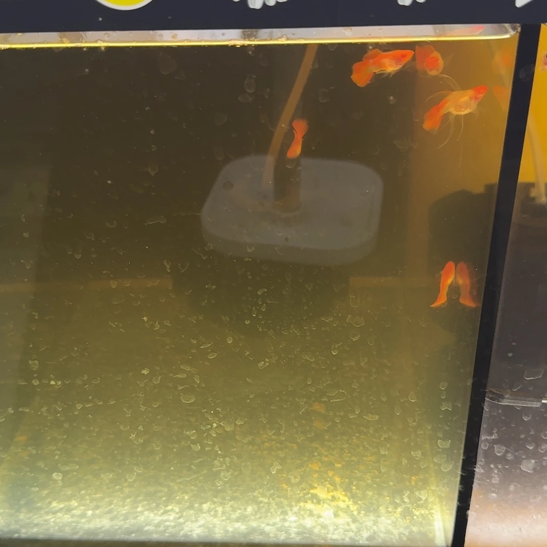沉***道孔雀鱼深海蓝玻璃白子球C1对