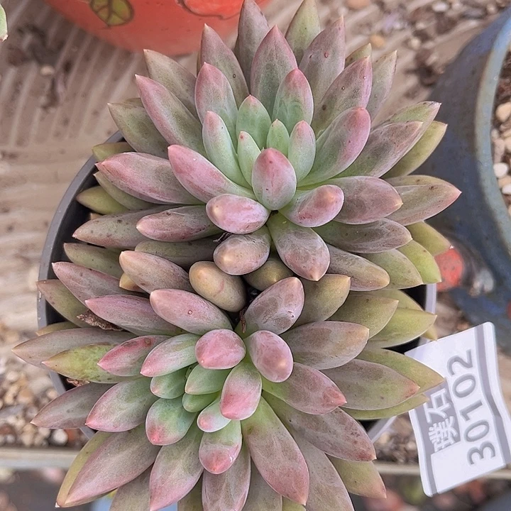 虞姬30102多肉植物