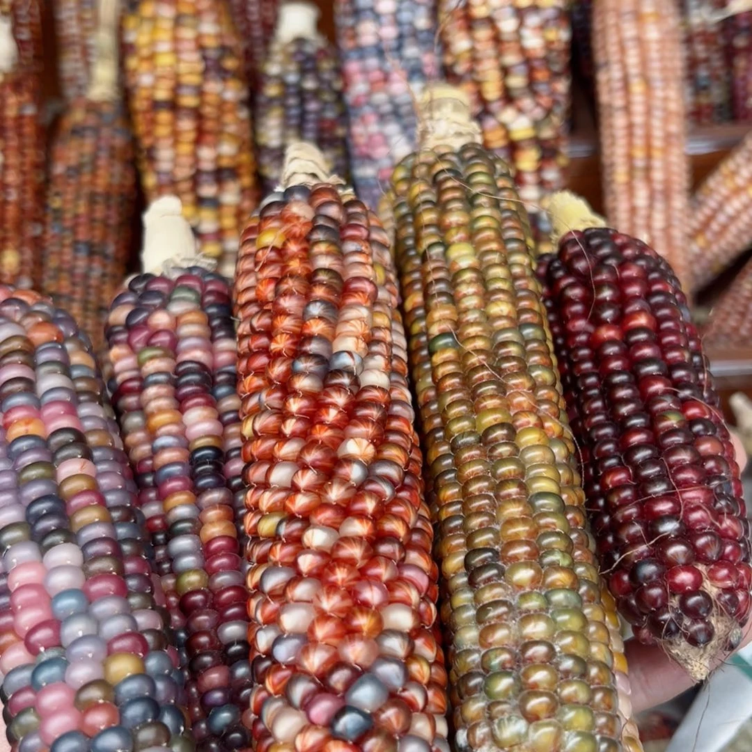 十***萄文玩玉米毛料精品