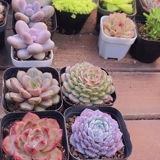 葡萄单➕夜魔侠➕恩宠➕白胖子