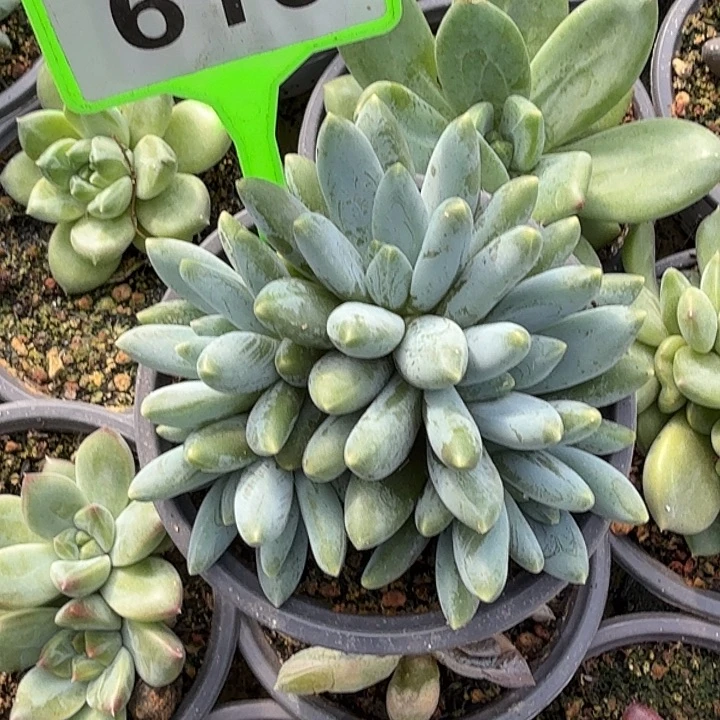 啊蒂斯托一物一拍610