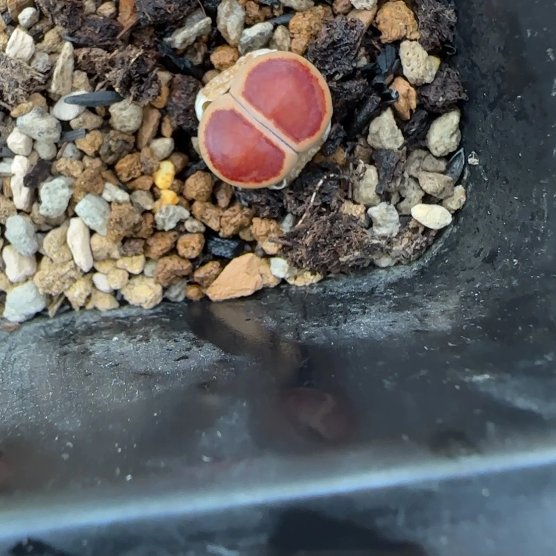 163生石花大棚直播