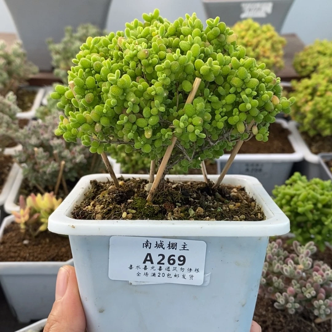 269蜜橘糖球枝干番杏