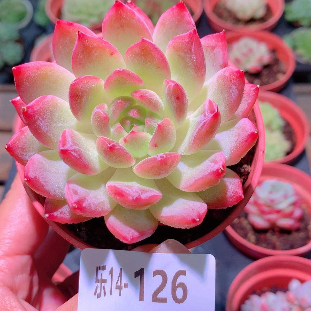 乐然14-126 新品单头