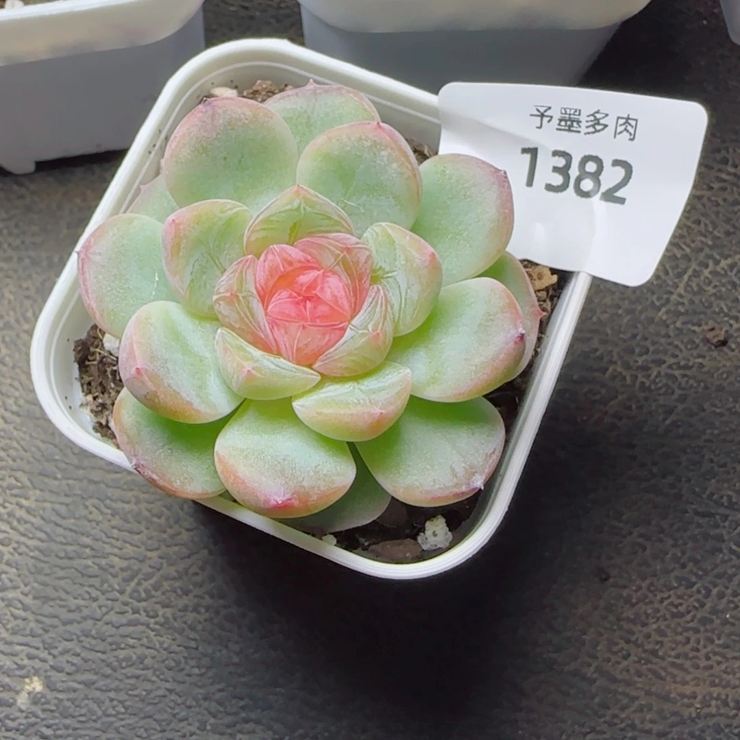 红蔷薇，1382多肉植物