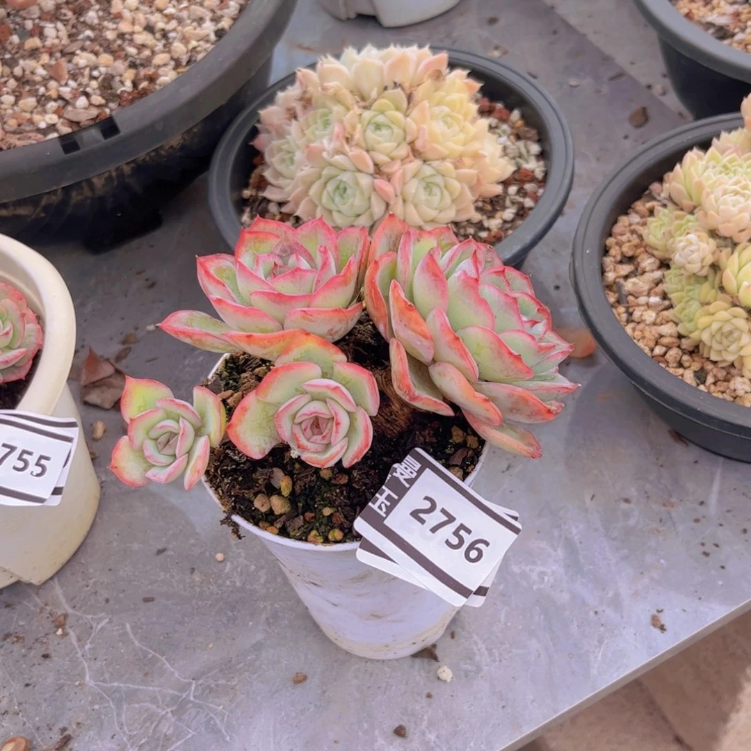 晨露多肉植物2756