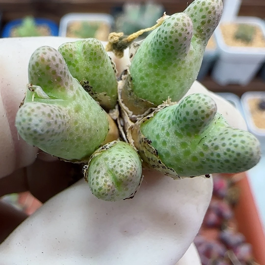 285杂交福利福利