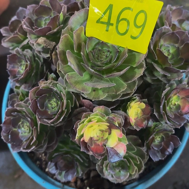 哈哈多肉葡萄福利469个