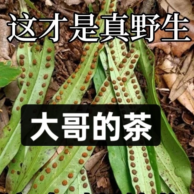 西藏高海拔野生肾精草 黄金草