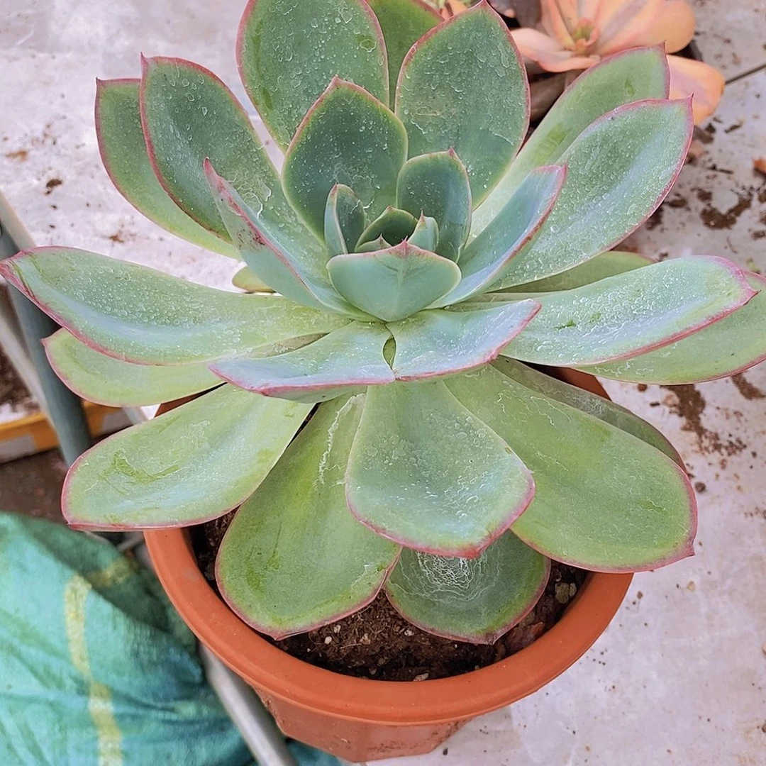 多肉植物非常福利美国蓝光