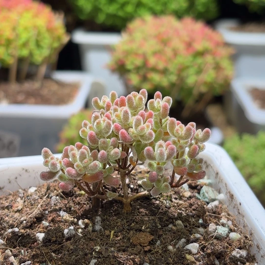 枝干番杏粉冰小树G122