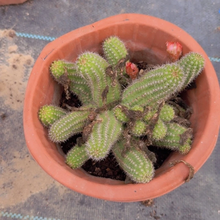 白檀仙人掌仙人球418