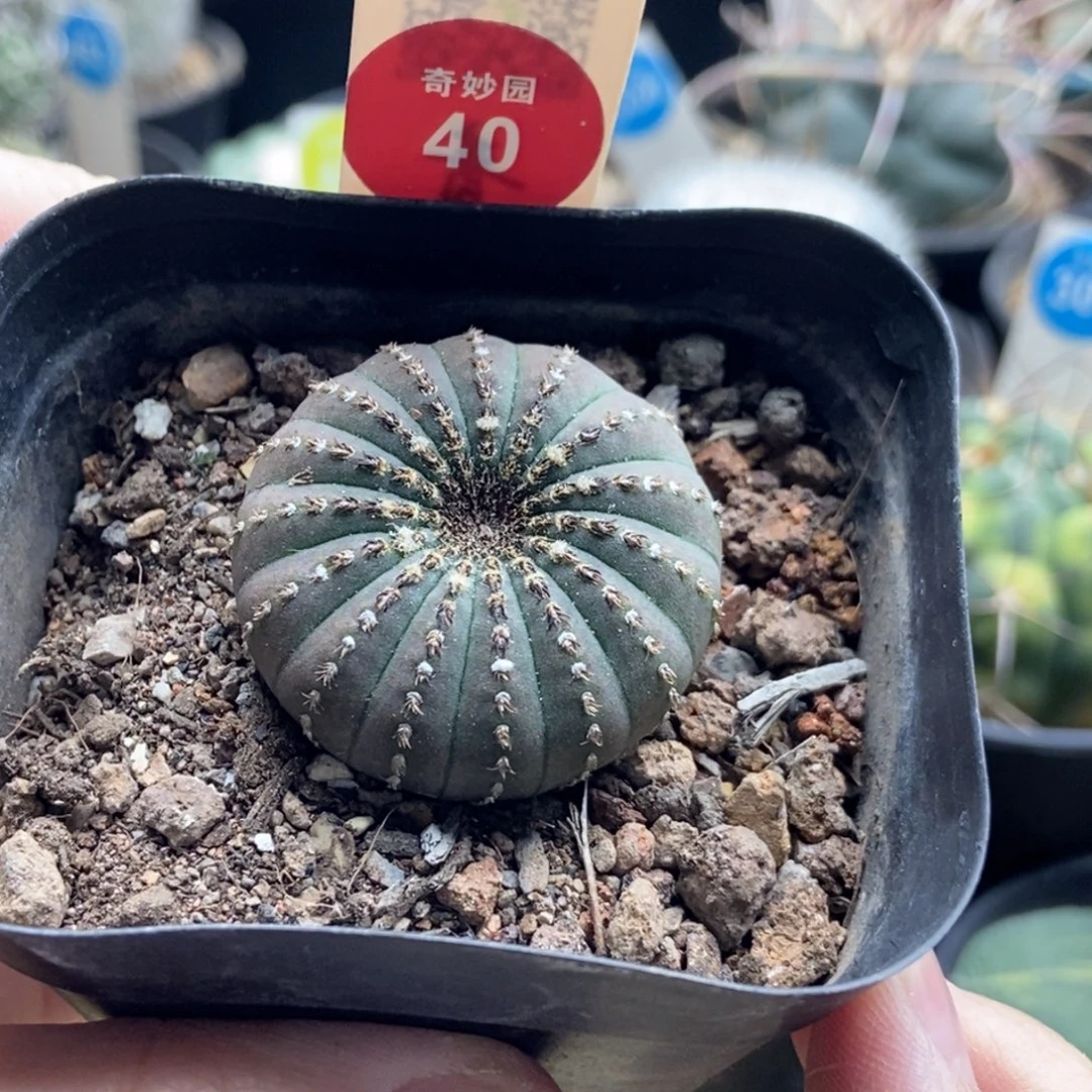 实生大型士童3.6cm一棵仙人球