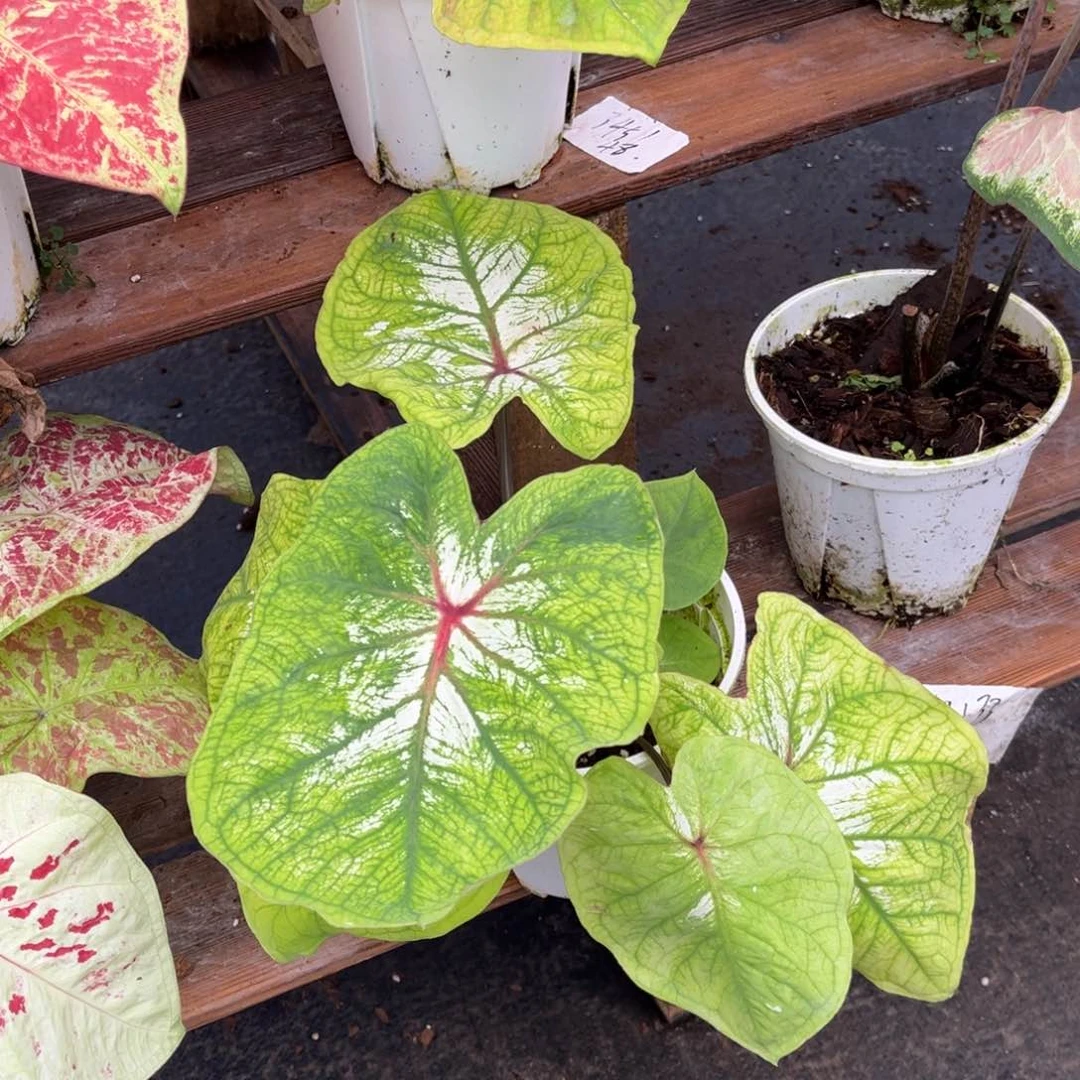 大部分开放少量花苞阿****@海莫