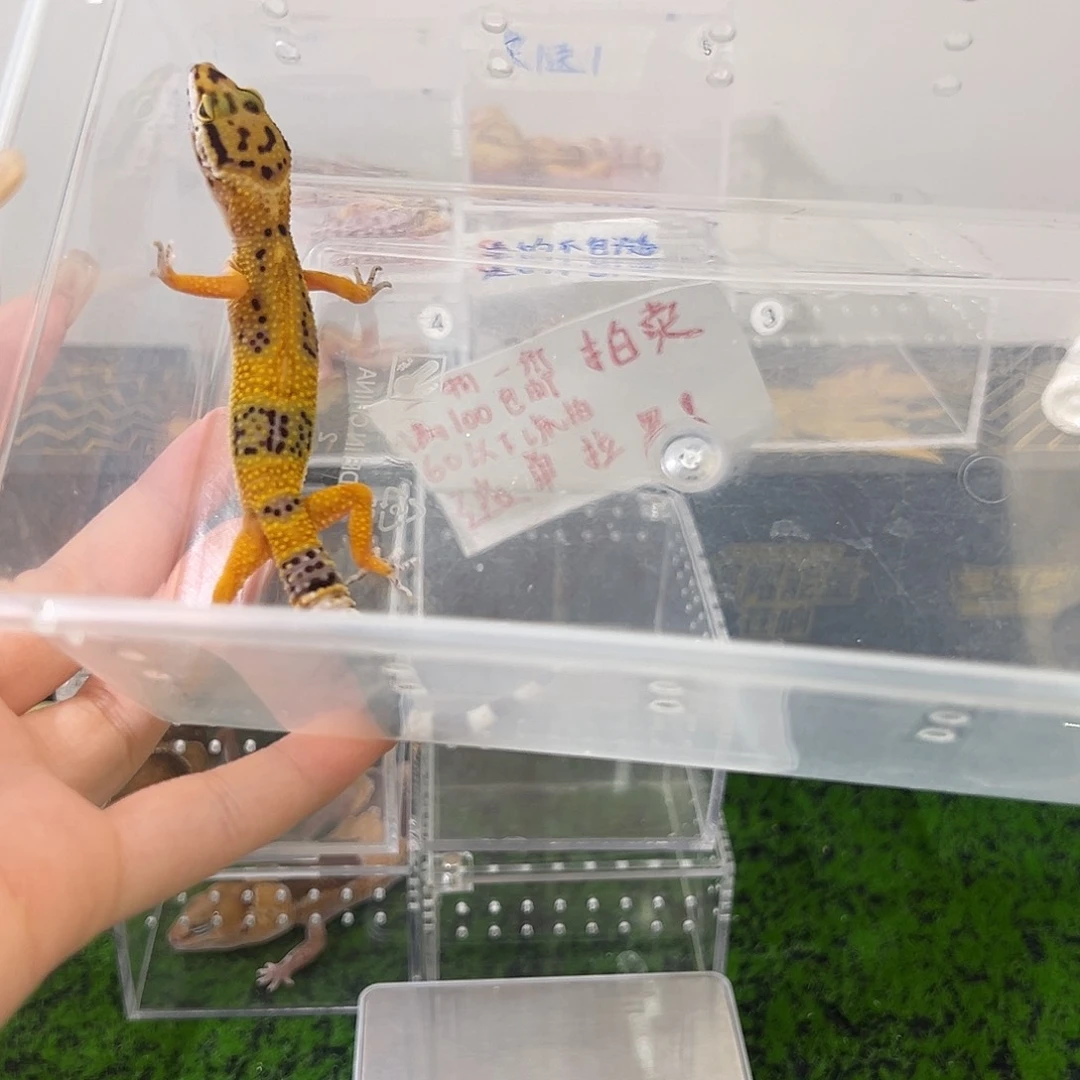 豹纹守宫橘子小亚守宫