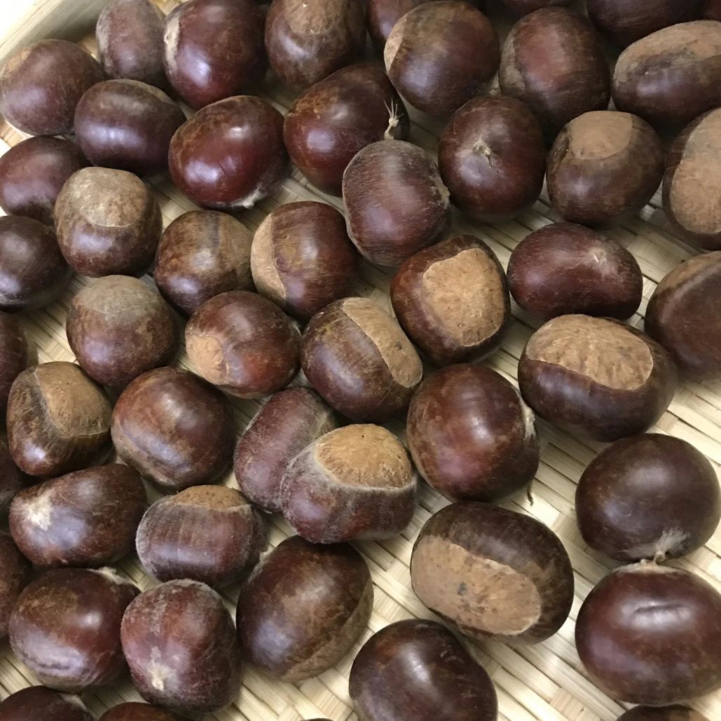 湖北襄阳薤山高山新鲜栗子饱满精品生板栗