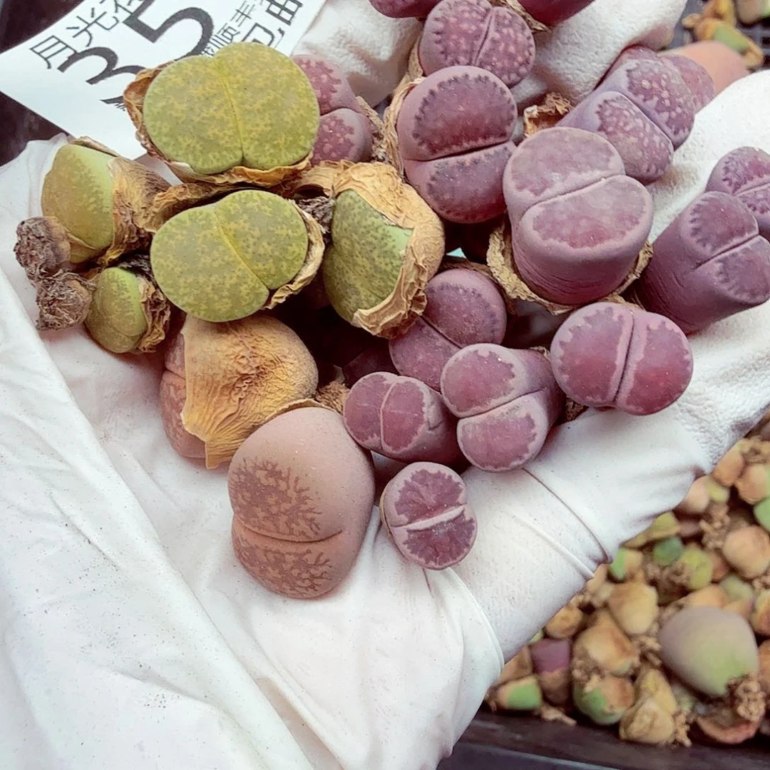 我想吃东西我自己来嘛357