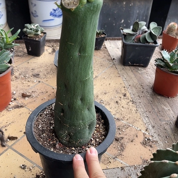 无花朵毒腺蔓块根一物一拍