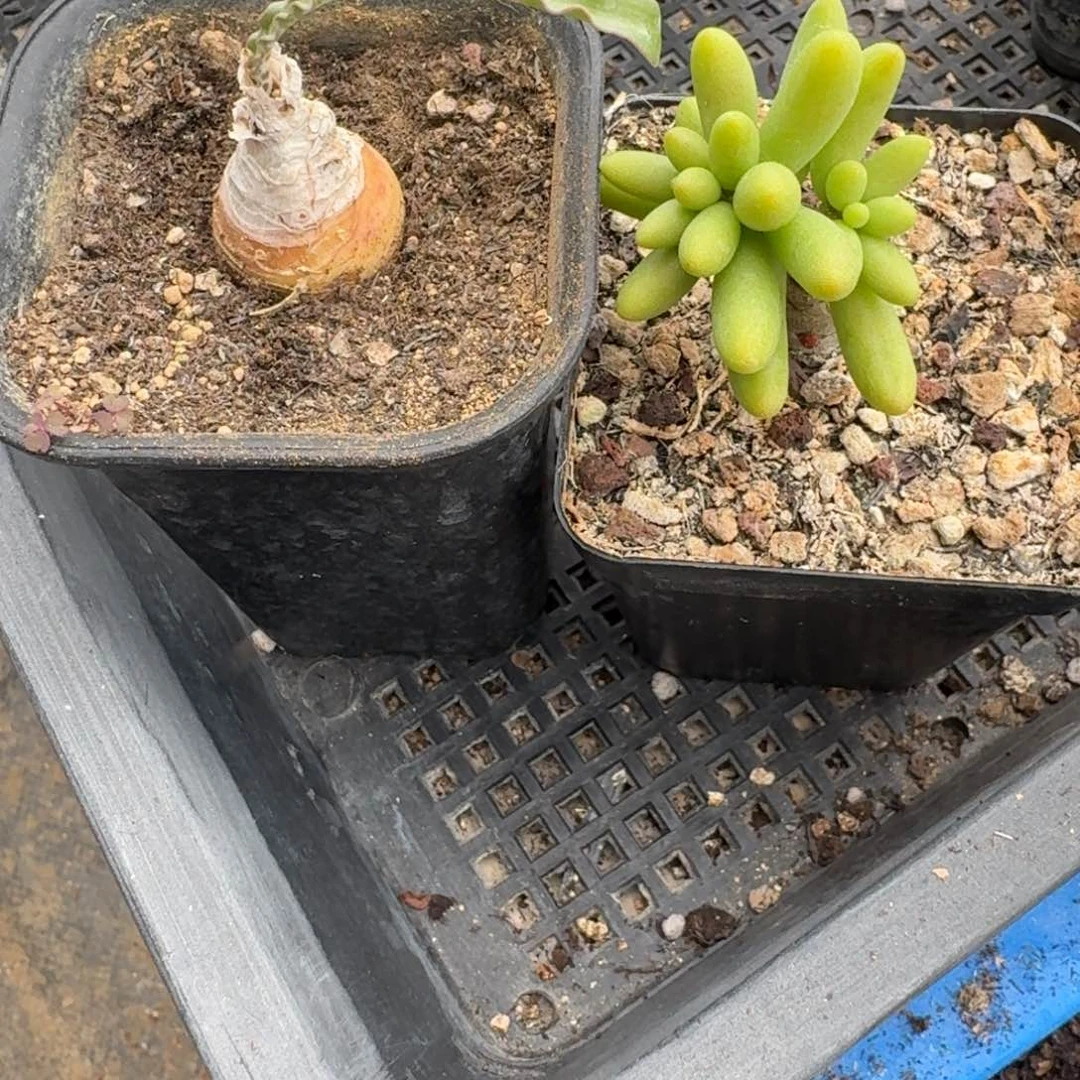 波叶血莲套装福利多肉植物