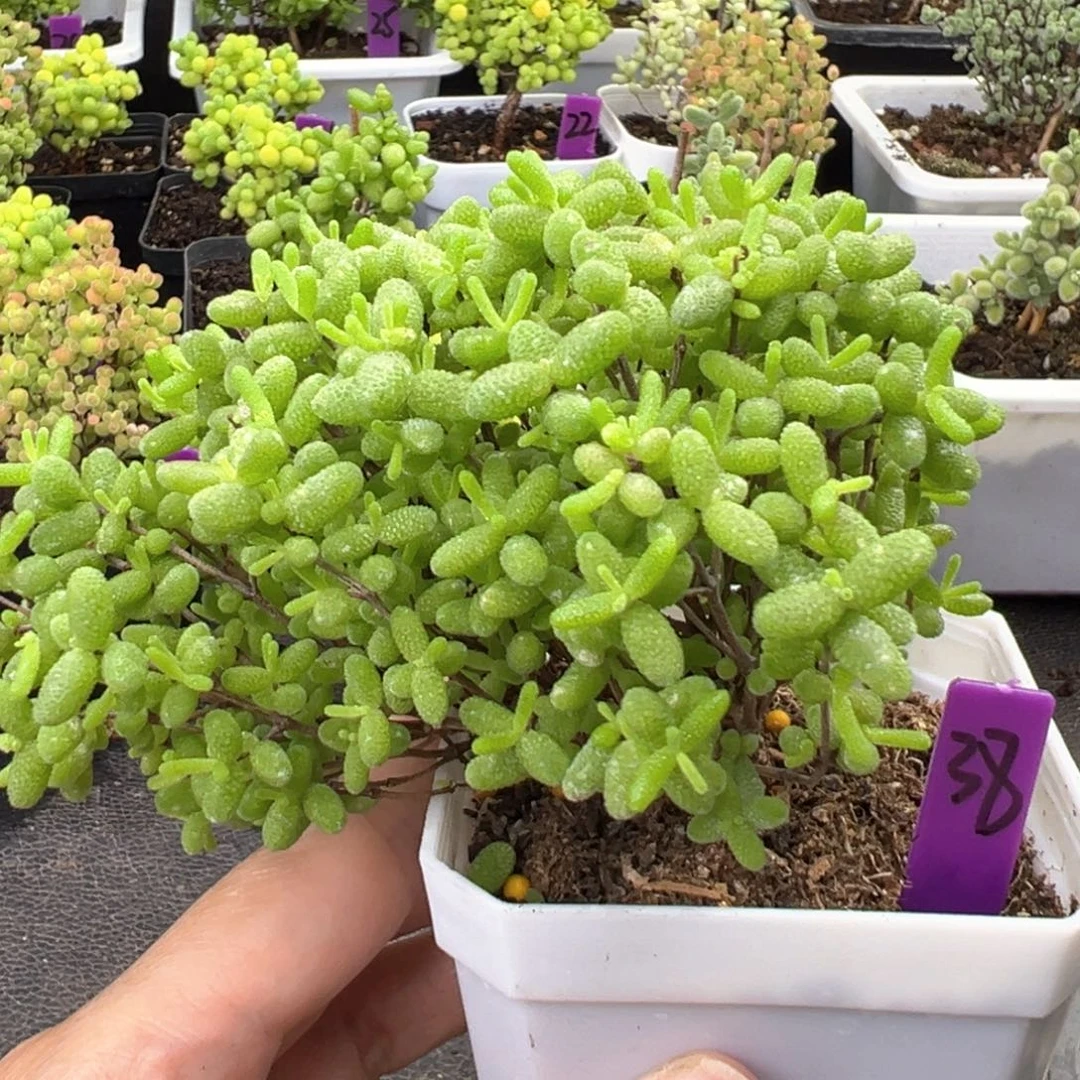 38号蜜橘悬崖桩一物一拍