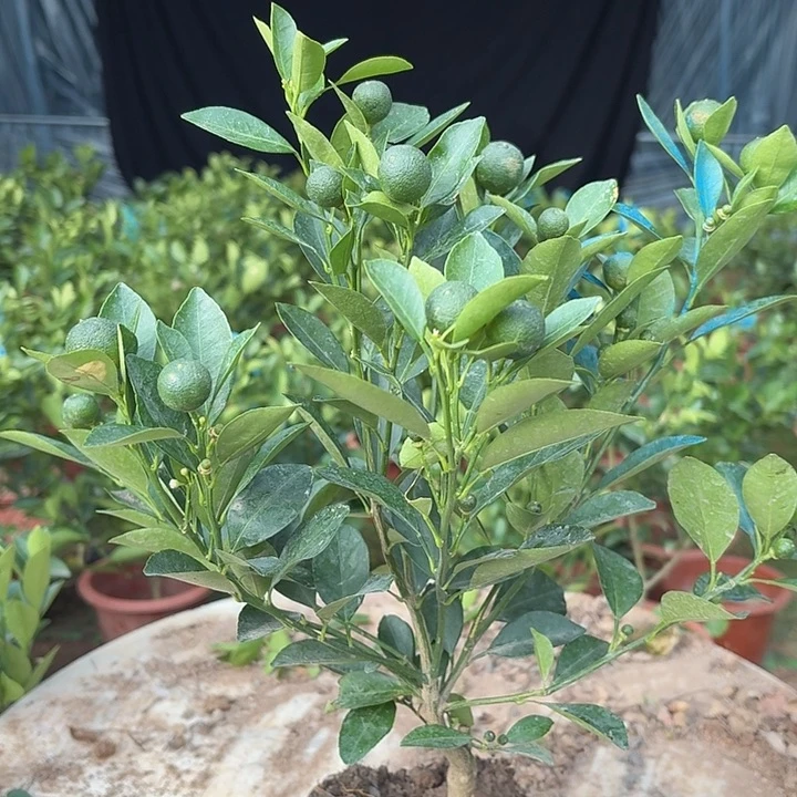 无花朵四季桔一物一拍20米