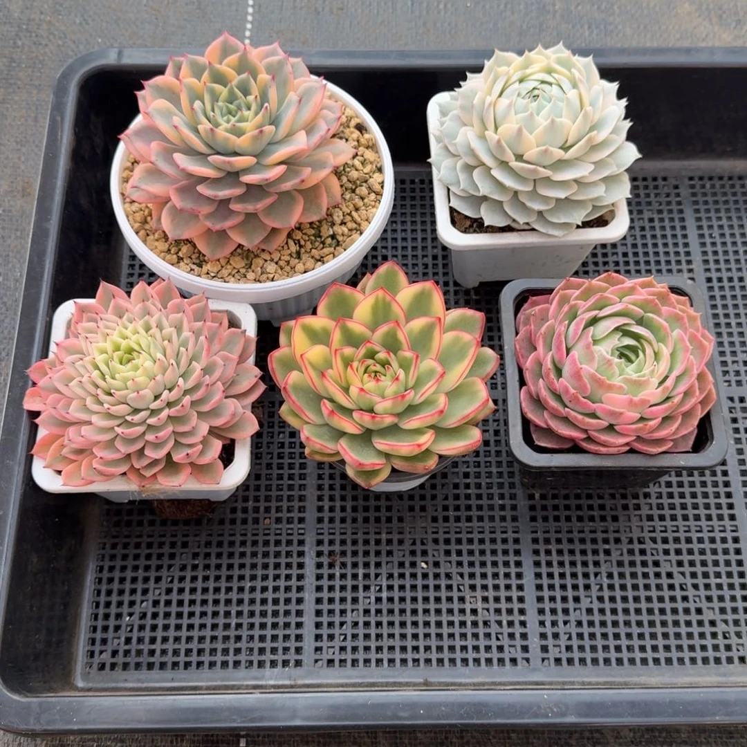 三***祥五颗肉肉锦上园艺一物一拍