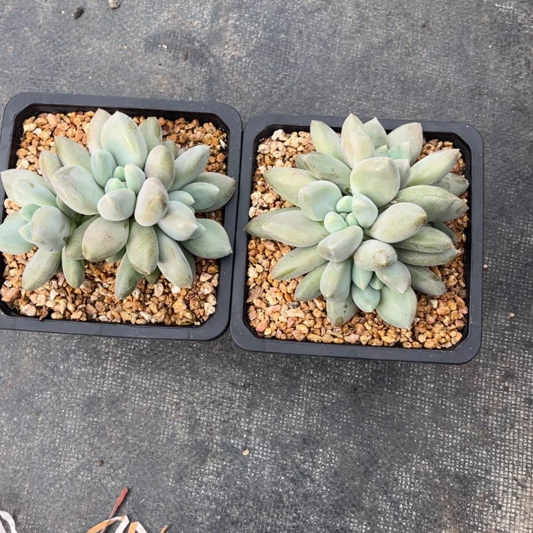 幸****?哥特萝莉脱土发货