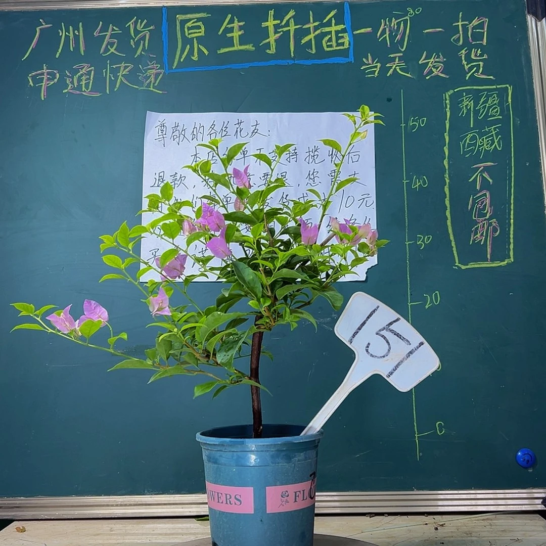 当前无花栽培后可以开花 福利 巴西紫 151