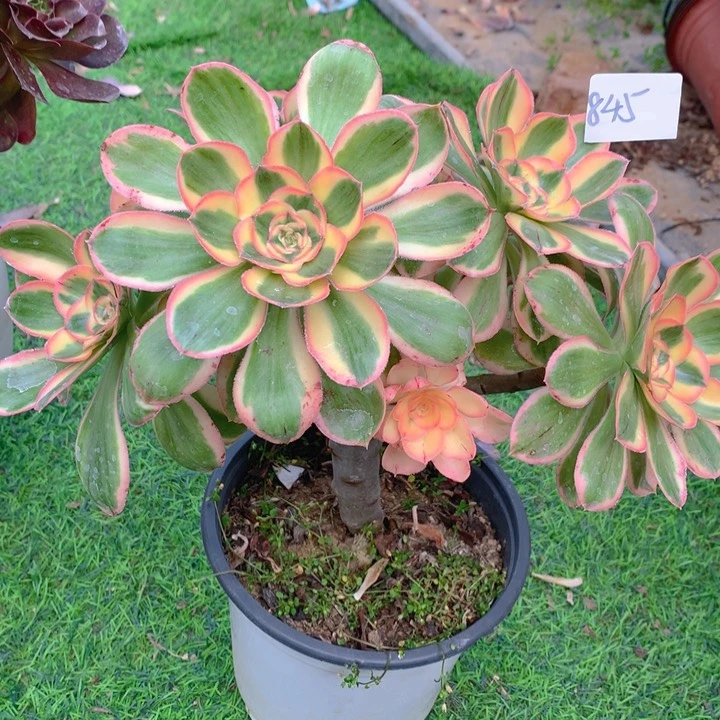 845燕姿锦精品法师多肉