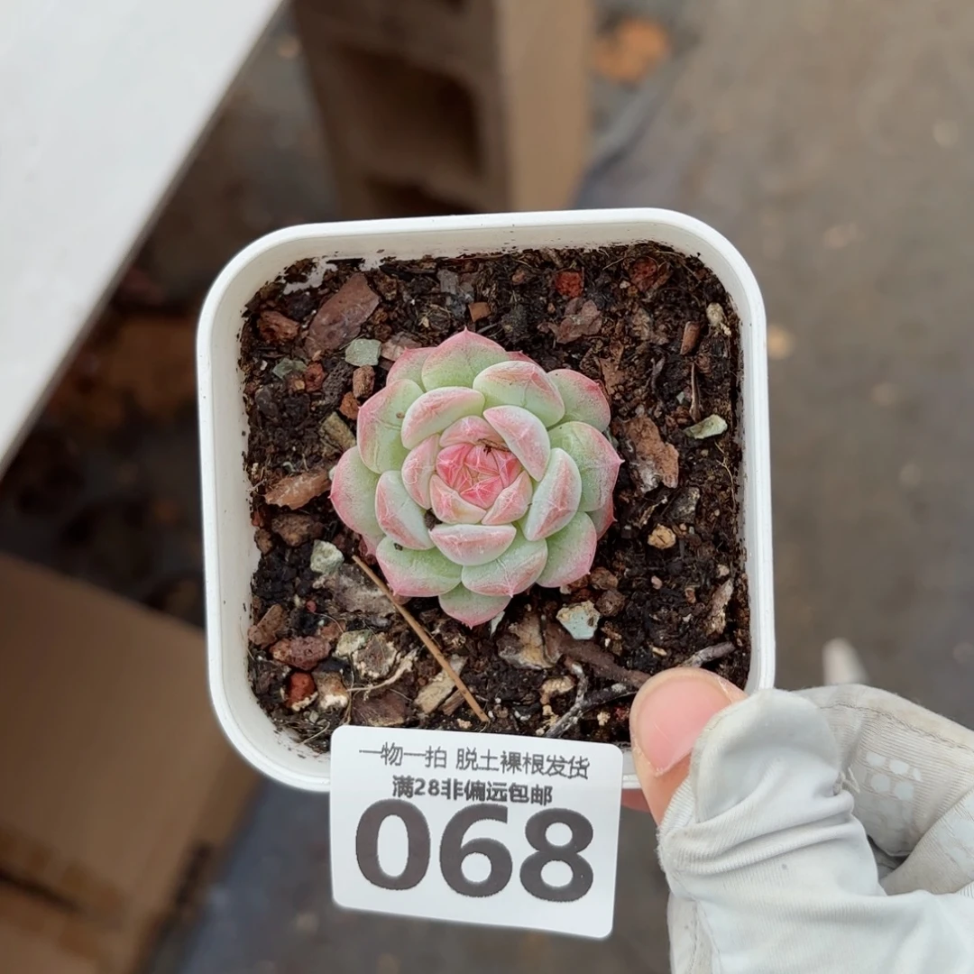 玉笛单头无盆土发货