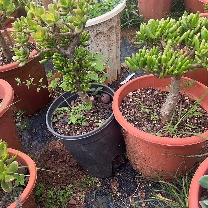 连***连多肉植物实物直播实物93