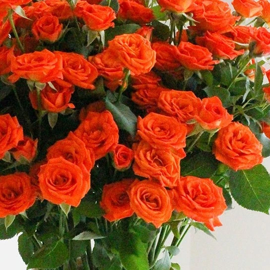 《橙色芭比》多头玫瑰10支/把云南鲜花基地直发适合客厅装饰