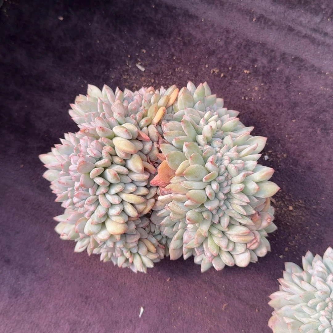 慧***肉14厘米的尺寸一物一拍的