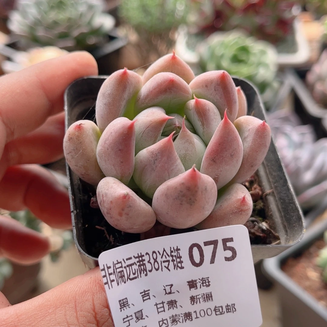075婚戒德华多肉
