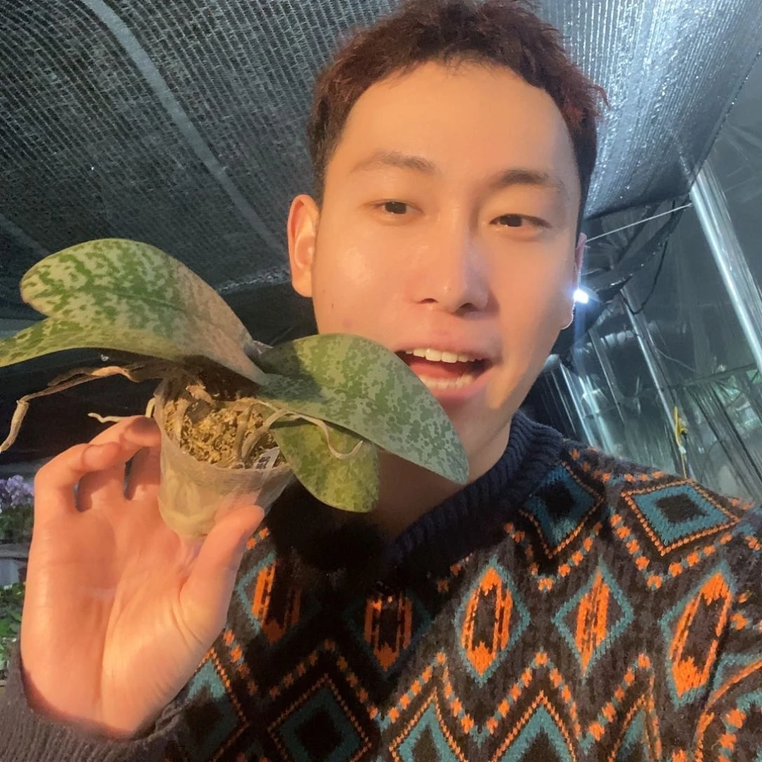 无花朵虎斑脉纹西