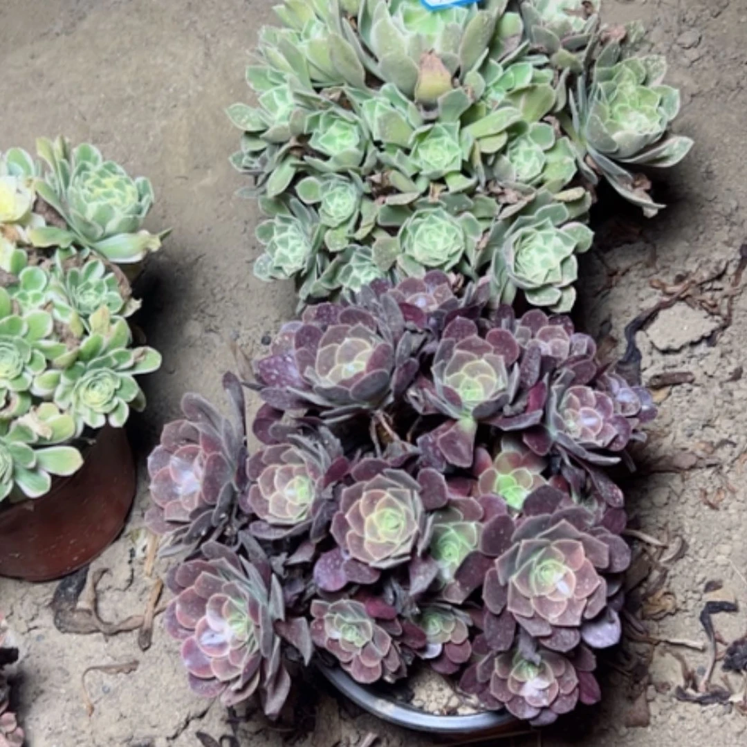 【闪购商品】断枝不包17