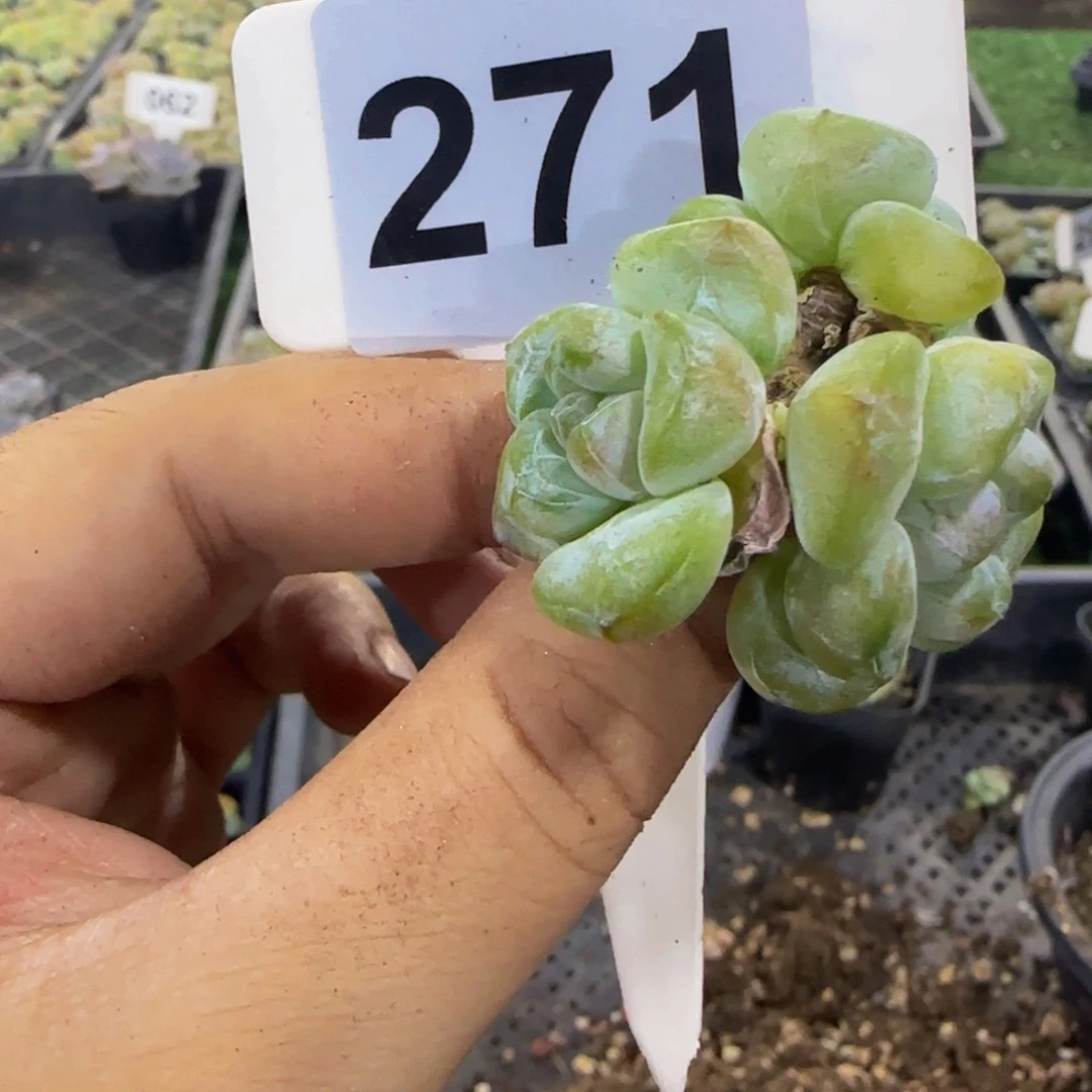 云***李271 号一物一拍特价福利