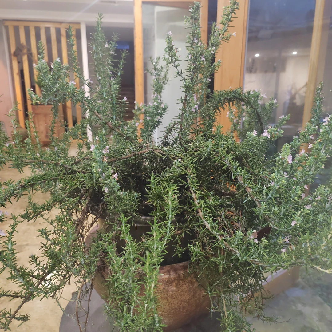 垂枝迷迭香盆栽匍匐性迷迭香四季开花适合室内阳台好养活（不带盆）