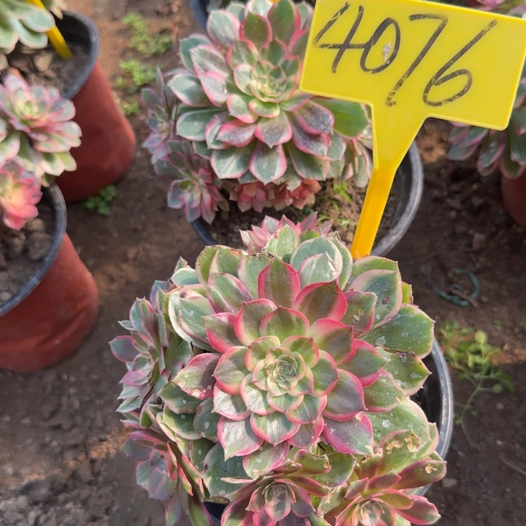 4076--黑魔锦多头