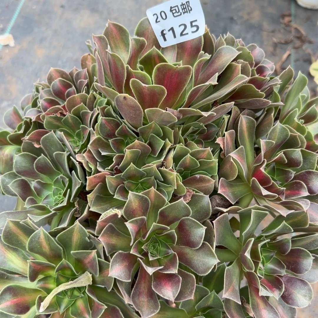 125女妖中斑，多肉法师