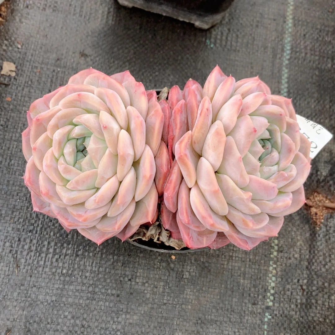 刘***8672杂交多肉植物基地