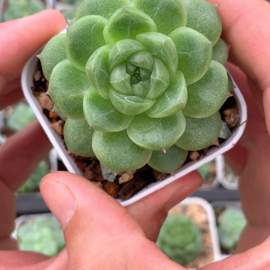 麦秆优选。        22号