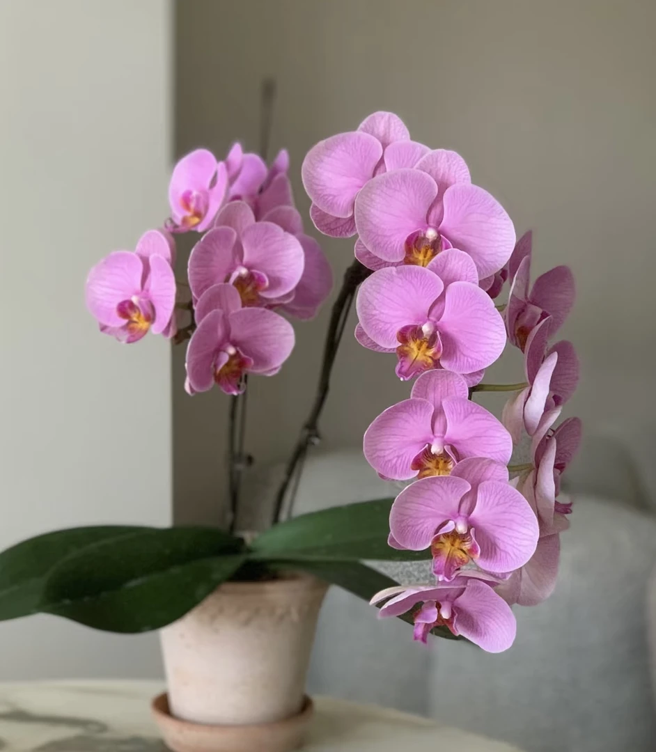 【石榴水晶】2.8寸带花剑，中大花型