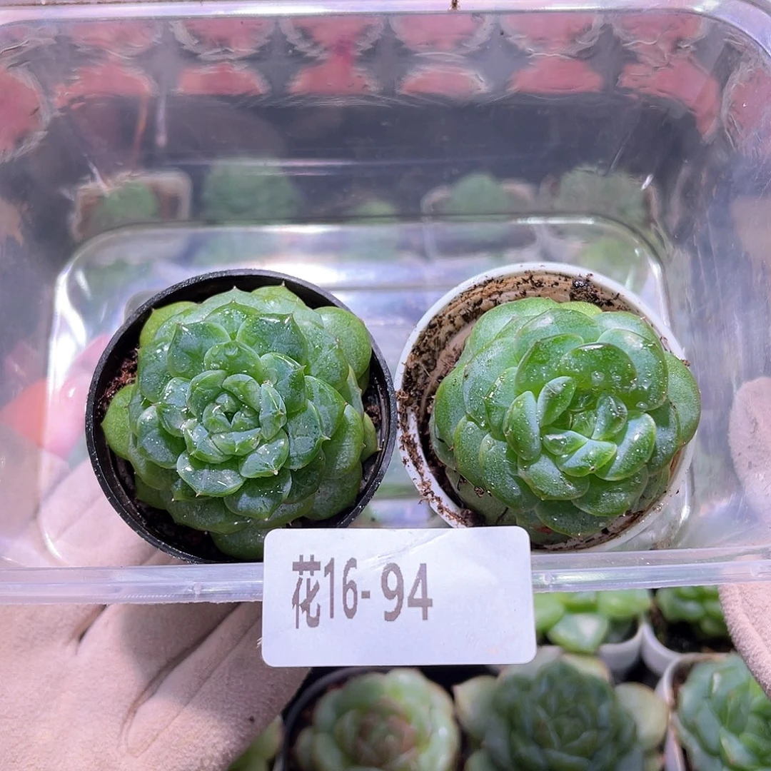 花利美16-94框拍2颗