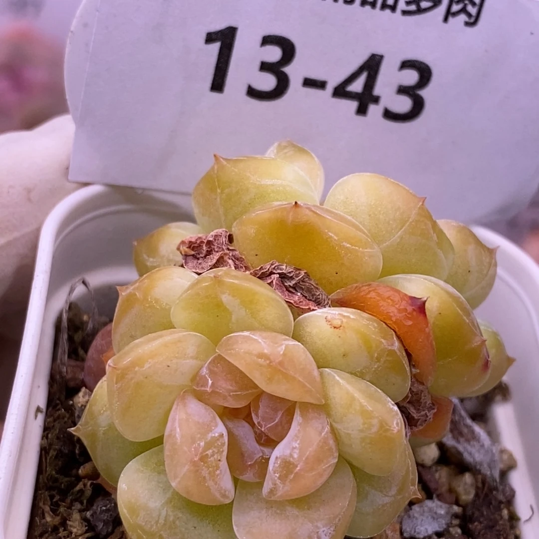 【闪购商品】13-43