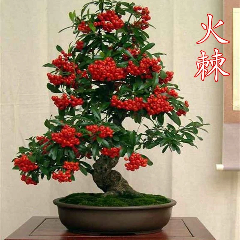 火棘吉祥果胡秃子羊奶果老桩绿植盆景直播下单