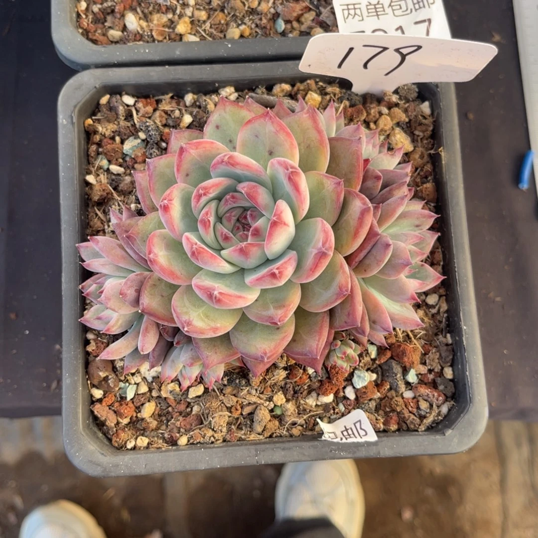 掉****老阿姨花卉一物一拍179