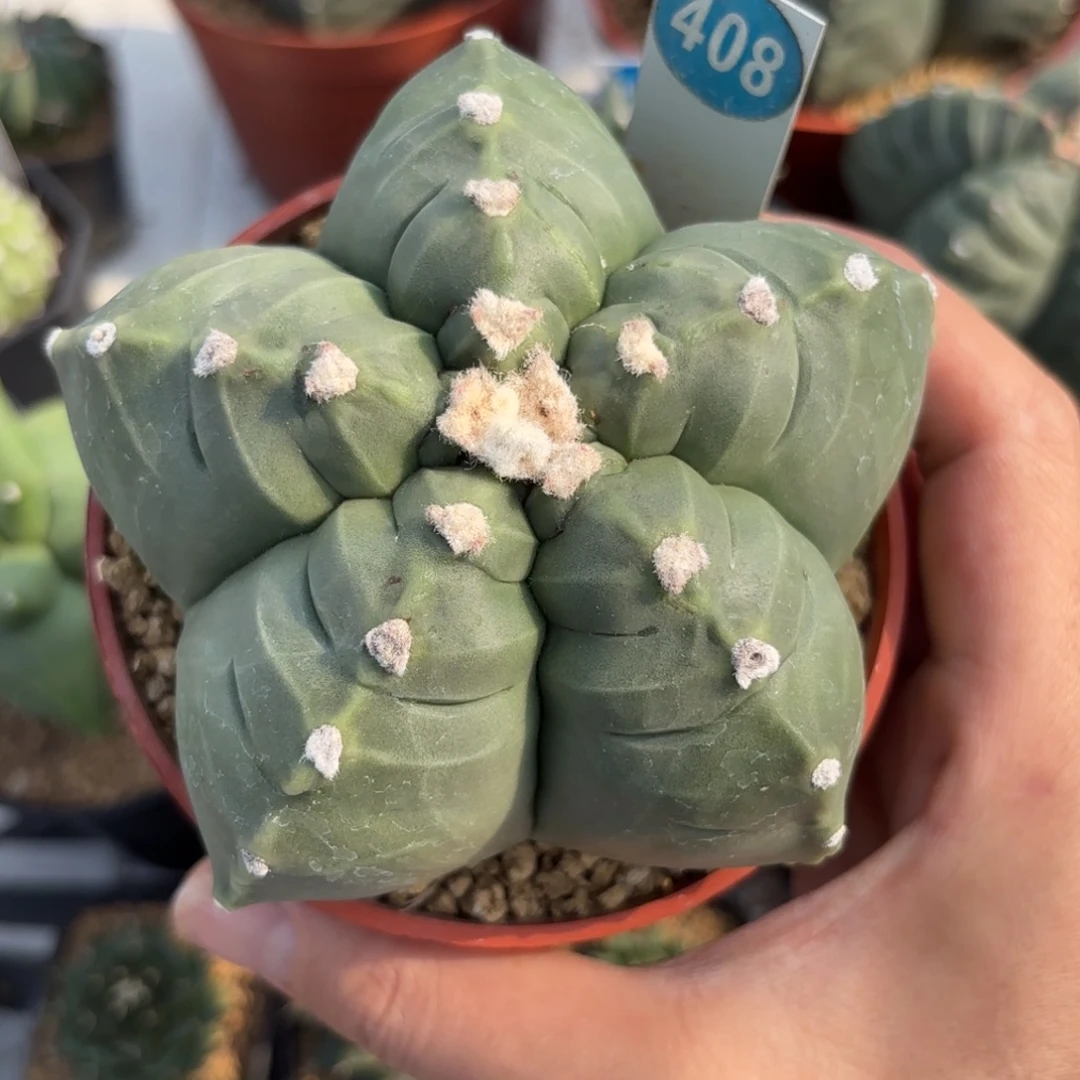 408实生龟甲鸾凤玉带盆带土