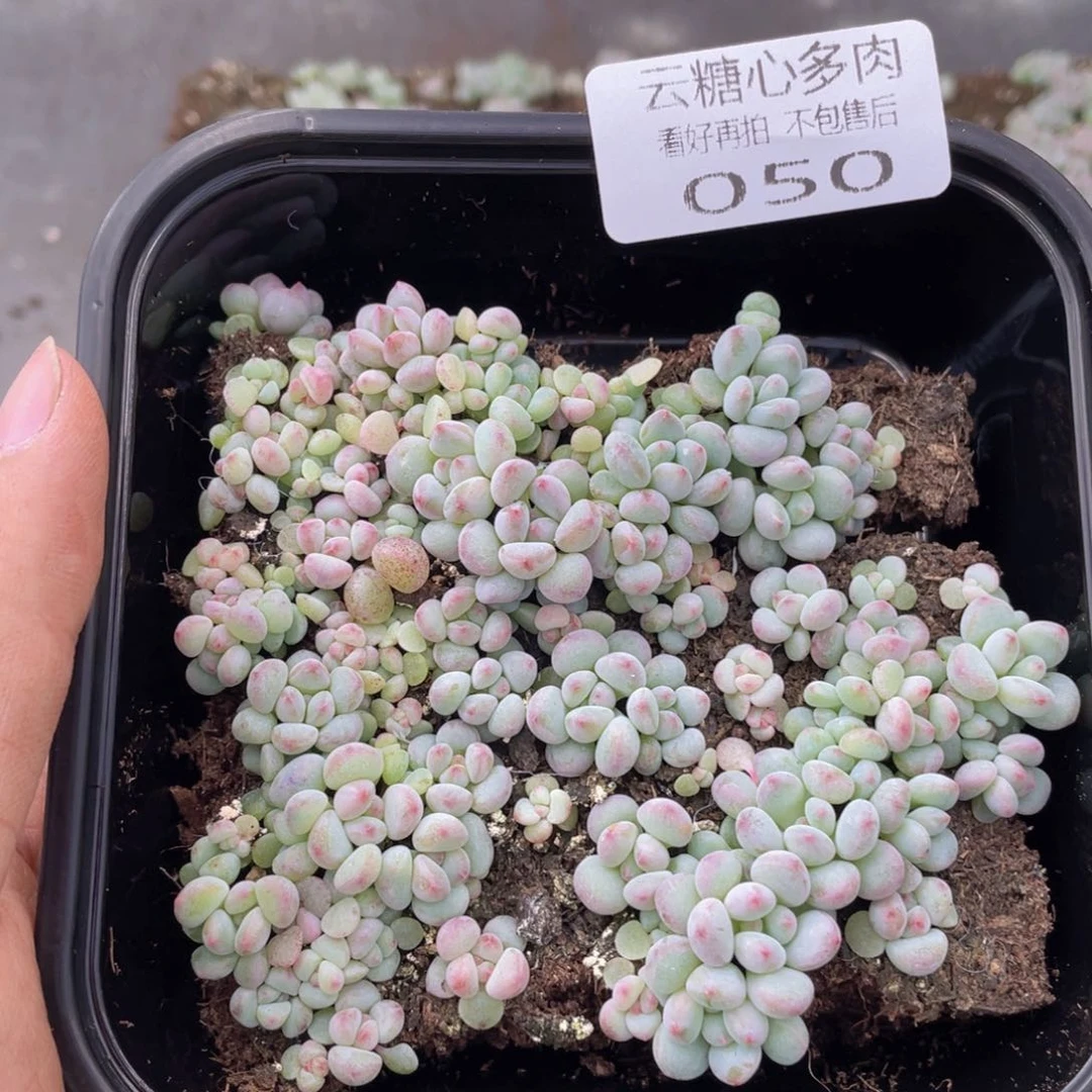 云糖心多肉植物50