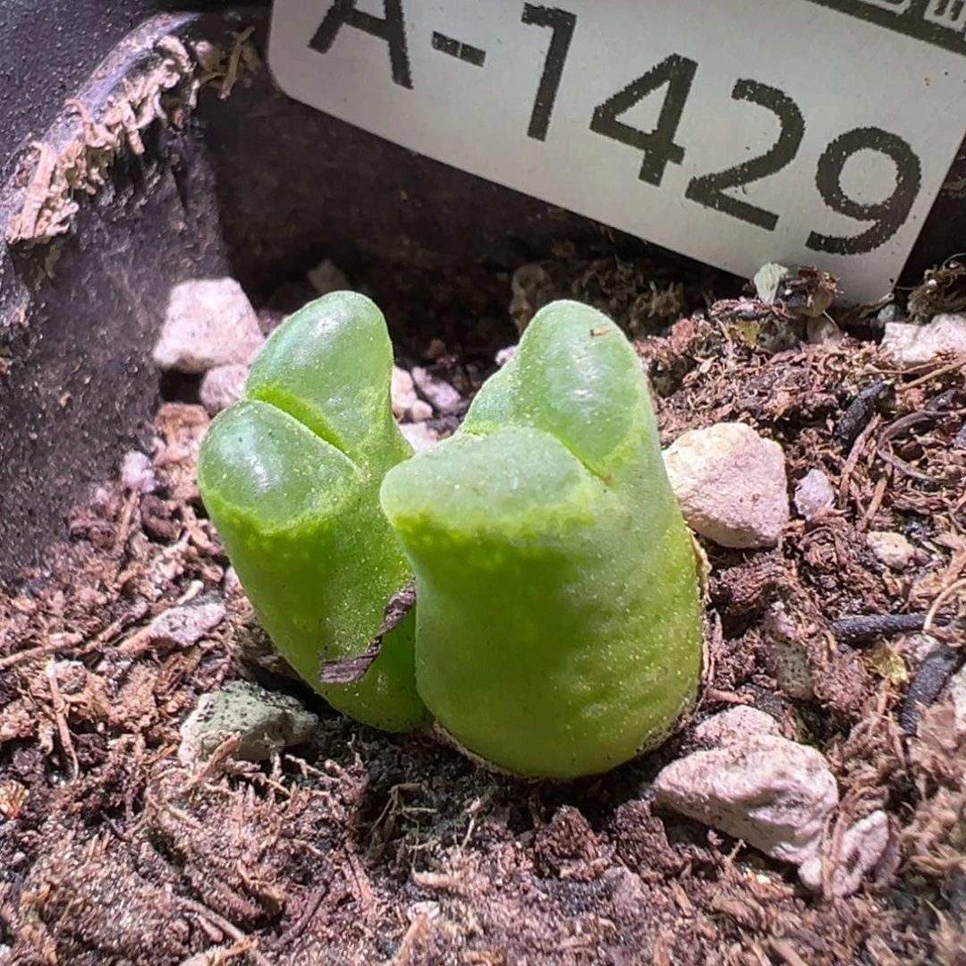 多肉植物111111111111